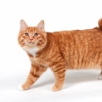 Kurilian Bobtail hd