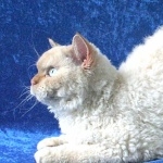 Selkirk Rex high definition photo