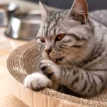 American Shorthair free download