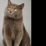 Chartreux image