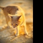 Cyprus cat new wallpapers