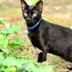 Japanese Bobtail breed