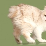 Kurilian Bobtail new wallpapers