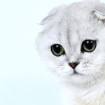 Scottish Fold new wallpaper