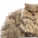 Selkirk Rex free