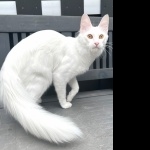 Turkish Angora hd pics