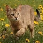 Chausie funny