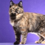 Kurilian Bobtail background