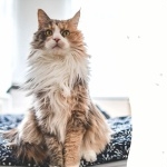 Maine Coon wallpaper