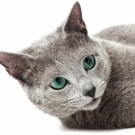 Russian Blue free download