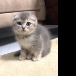 Scottish Fold background