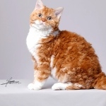 Selkirk Rex new photos