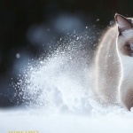 Snowshoe cat hd photos