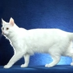 Turkish Angora image