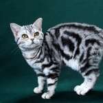 American Shorthair wallpapers for desktop