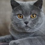 Chartreux pic