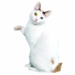 Japanese Bobtail hd photos