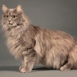 Kurilian Bobtail funny