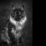 Maine Coon new photos