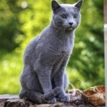 Russian Blue high definition wallpapers