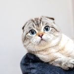 Scottish Fold image