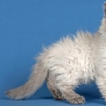 Selkirk Rex new wallpapers