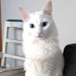 Turkish Angora high definition photo