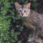 Chausie new wallpapers