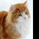 Forest Cat breed