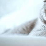 Scottish Fold new wallpapers