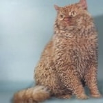 Selkirk Rex new wallpaper