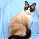 Snowshoe cat hd pics