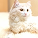 Turkish Angora free download