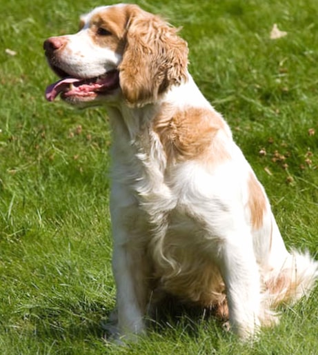 Alpine Spaniel wallpapers HD