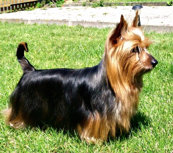 Australian Silky Terrier wallpapers HD