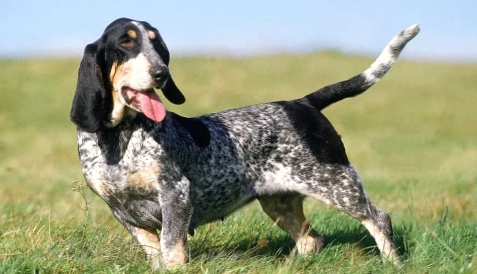 Basset Bleu de Gascogne wallpapers HD