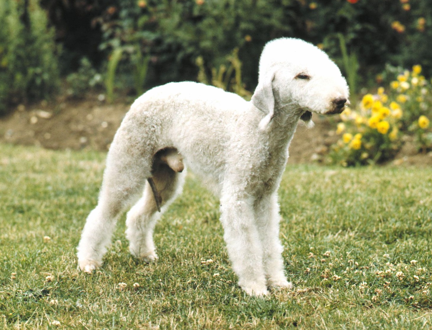 Bedlington Terrier wallpapers HD