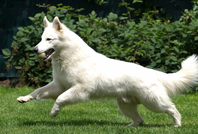 Berger Blanc Suisse wallpapers HD