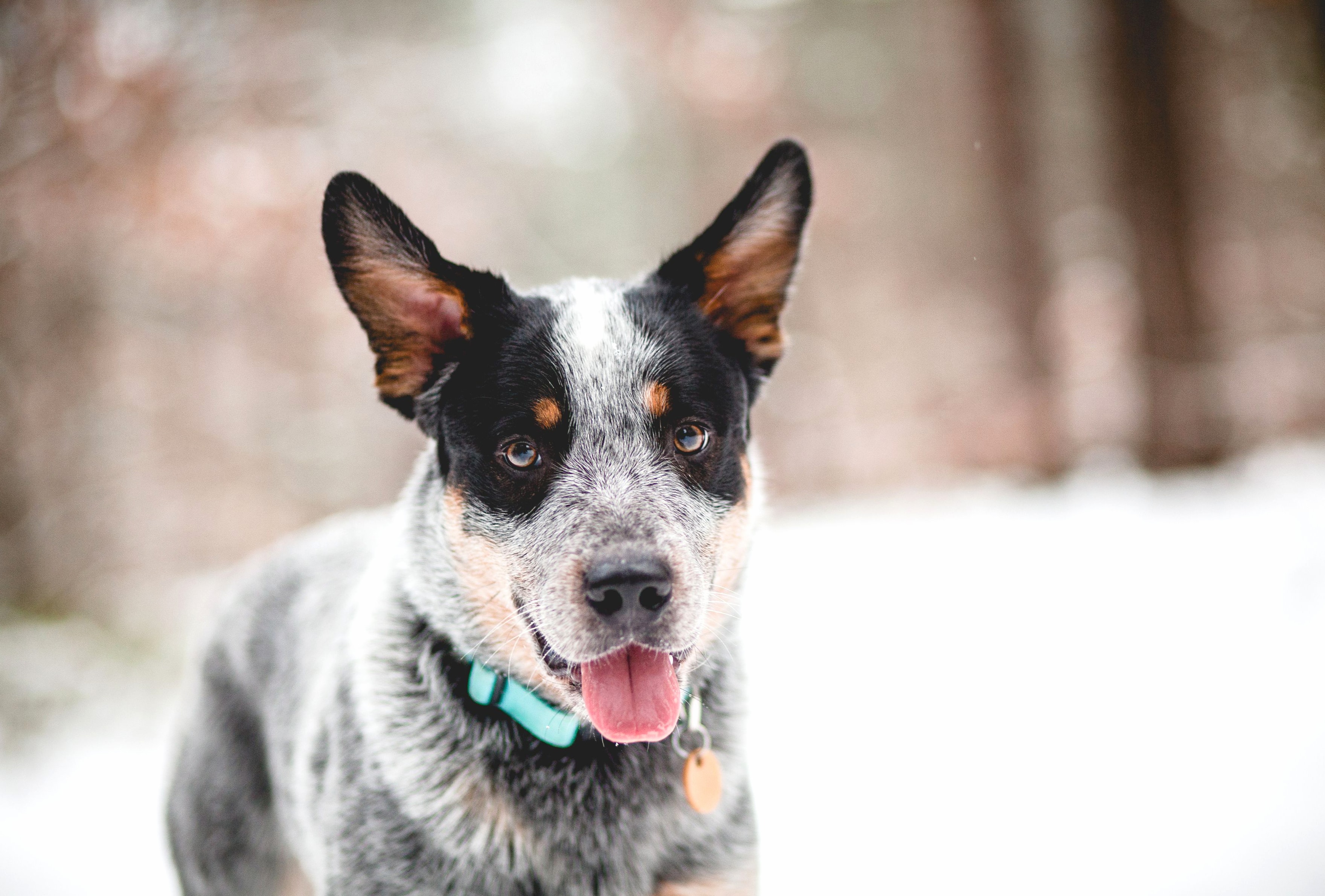 Blue Heeler wallpapers HD