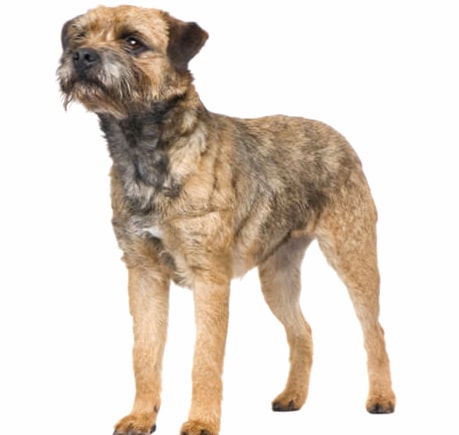 Border Terrier wallpapers HD