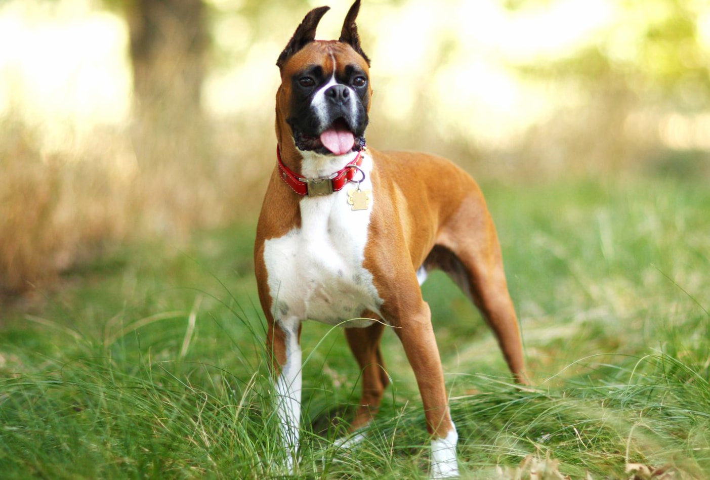 Boxer breed wallpapers HD