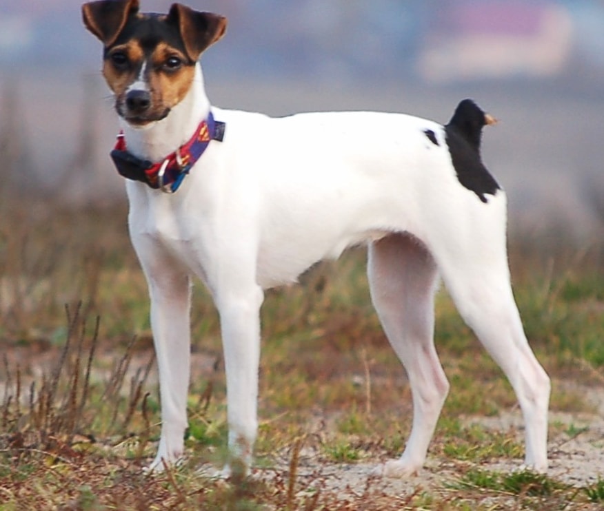 Brazilian Terrier wallpapers HD