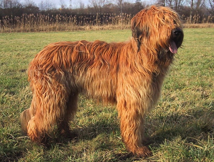 Briard wallpapers HD