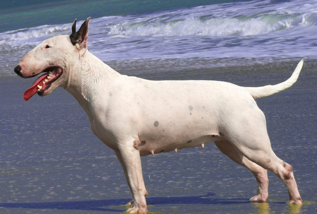 Bull Terrier wallpapers HD