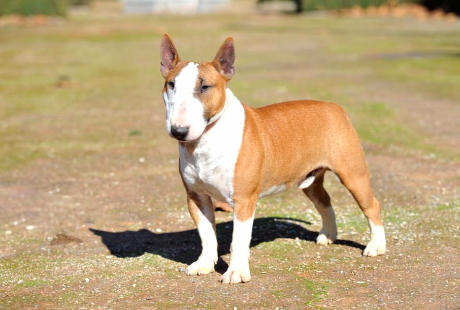 Bull Terrier (Miniature) wallpapers HD