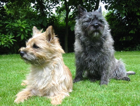 Cairn Terrier wallpapers HD