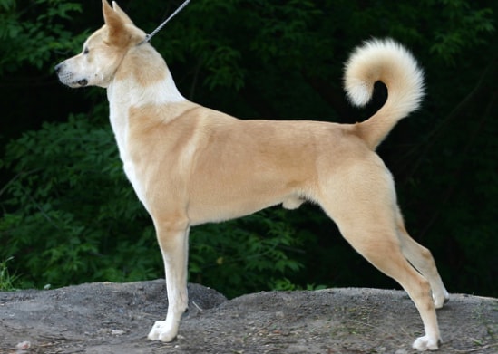 Canaan Dog wallpapers HD