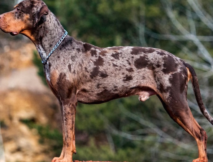 Catahoula Cur wallpapers HD