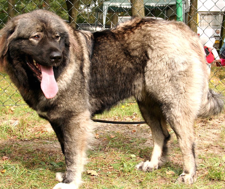 Caucasian Shepherd Dog wallpapers HD