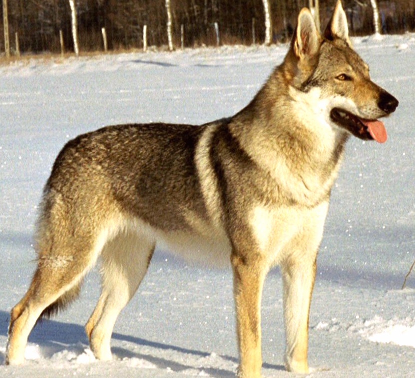 Czechoslovak Wolfdog wallpapers HD